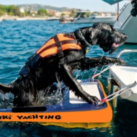 Dog Water Ramp